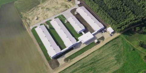 Uzgoj prepelica kao biznis: ima li koristi